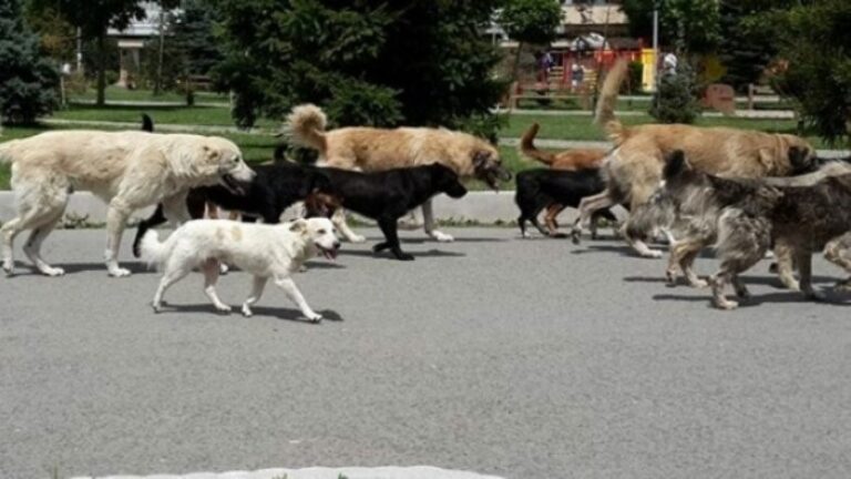 Sulmi i qenëve agresivë dhe dështimi i shtetit: një alarm për sigurinë e qytetarëve në Kosovë dhe Shqipëri