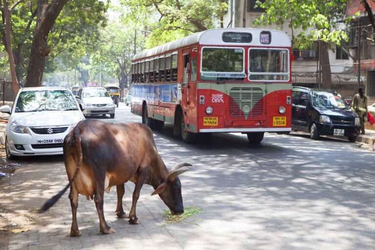 India hap një muze kombëtar të kulturës së lopëve